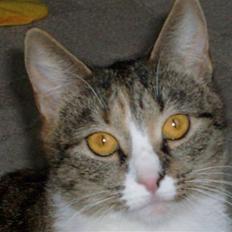 Huskat Hemmi * R.I.P *  †