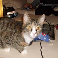 Huskat Hemmi * R.I.P *  †