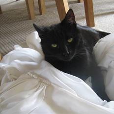 Huskat Millions | †Minni† |