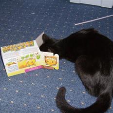 Huskat Millions | †Minni† |