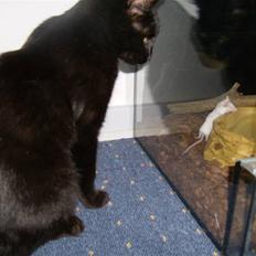 Huskat Millions | †Minni† |