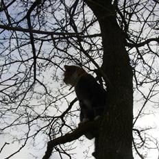 Huskat Millions | †Mille† |