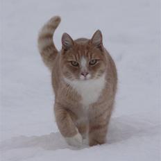 Huskat Millions | Magnus |