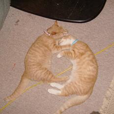 Huskat Millions | Magnus |