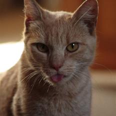 Huskat Millions | Sine |