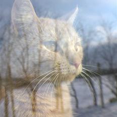 Huskat Millions | Sine |