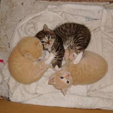 Huskat Millions | Sine |