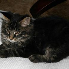 Maine Coon Timbercoon King size