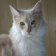 Maine Coon Engbergs Jerry