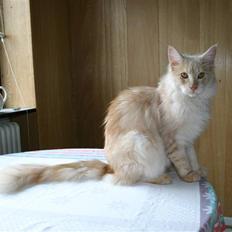 Maine Coon Engbergs Jerry