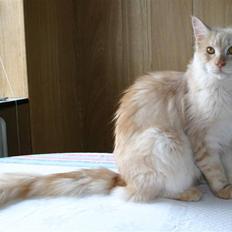 Maine Coon Engbergs Jerry