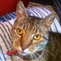 Huskat Hammis AFLIVET