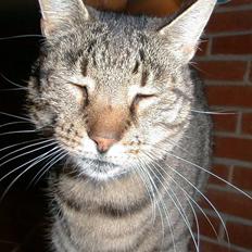 Huskat Hammis AFLIVET