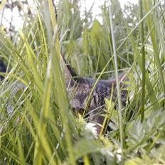 Huskat Hammis AFLIVET