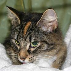 Norsk Skovkat Librian's Amalie Skram