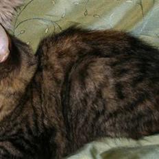 Norsk Skovkat Librian's Amalie Skram