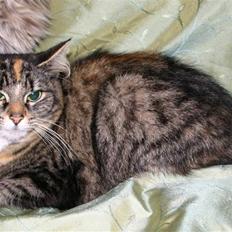 Norsk Skovkat Librian's Amalie Skram