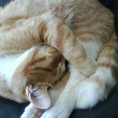 Blanding af racer Aslan (aflivet d.3/9 08)