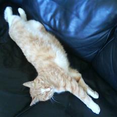 Blanding af racer Aslan (aflivet d.3/9 08)