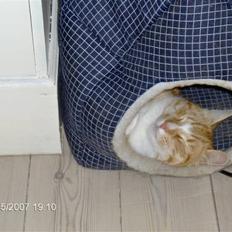 Blanding af racer Aslan (aflivet d.3/9 08)