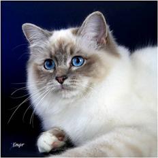 Hellig Birma Gazali´s Kimberly
