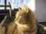 Huskat Whiskas