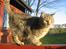 Huskat Whiskas