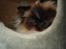 Hellig Birma Madonna (Minni) +R.I.P+  - Her er det sidste billed af madonna inden hun blev syg
