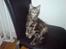 Blanding af racer Misser / Kitty
