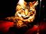 Maine Coon Cosmo 