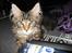 Maine Coon Cosmo 