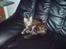 Blanding af racer Misser / Kitty
