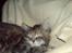 Blanding af racer Misser / Kitty