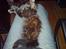 Blanding af racer Misser / Kitty