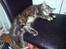 Blanding af racer Misser / Kitty