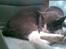 Huskat Frodo rip d. 8-8-07