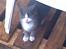 Huskat Frodo rip d. 8-8-07