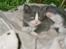 Huskat Frodo rip d. 8-8-07