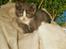 Huskat Frodo rip d. 8-8-07