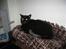 Blanding af racer Emma-katten - Emma-kattens afslapnings-udkigspunkt