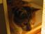 Blanding af racer Emma-katten - Til ære for Maya (2006-2008): Emma´s allerbedste ven
