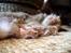 Maine Coon | Jaffe - 15 uger