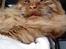 Maine Coon | Jaffe