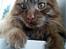 Maine Coon | Jaffe