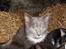 Huskat MilleMor R.I.P d. 29-3-09