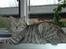 British Shorthair S*Swebritt's Dustin - - Og på tv´et d.23 feb.08 
