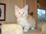 Maine Coon Zeus - 9 uger