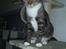 Huskat My Himmelkat ?? - Miss My