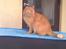 Blanding af racer simba - heza cille