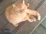 Blanding af racer simba - heey det er fatisk mit privat liv her